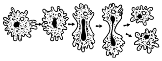 Размножение амебы. Рис 181 схема деления амебы. Размножение амебы рисунок. Амёба обыкновенная форма размножения. Амеба делится.
